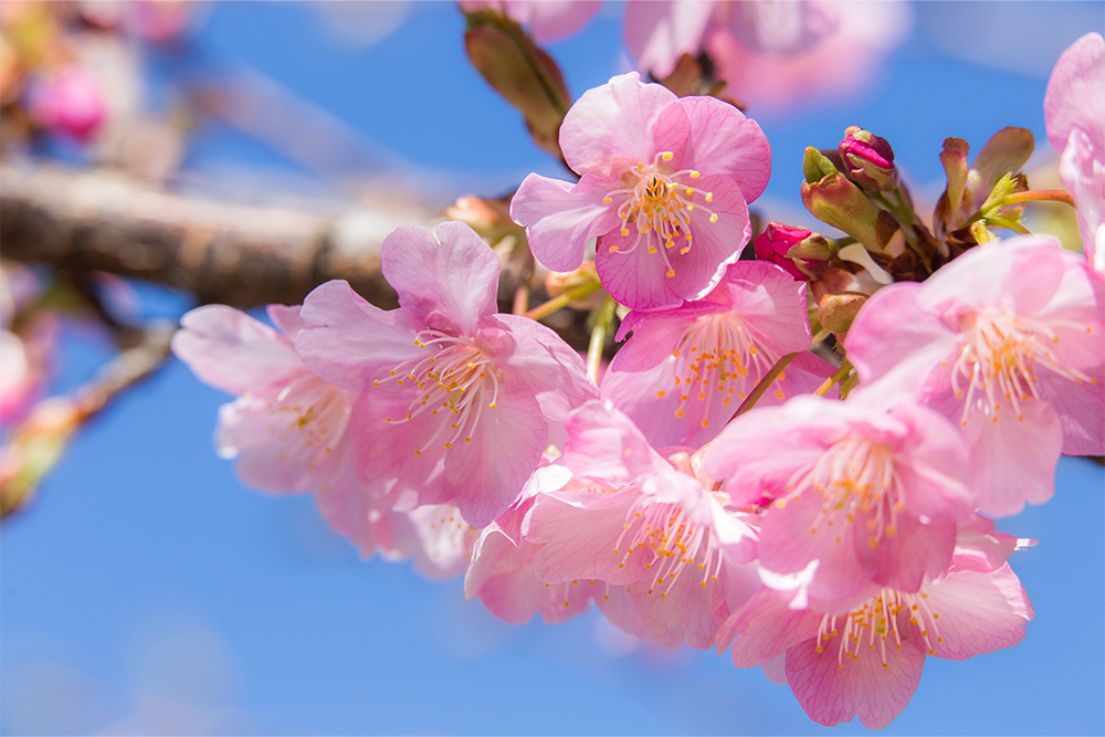 静豊園の河津桜