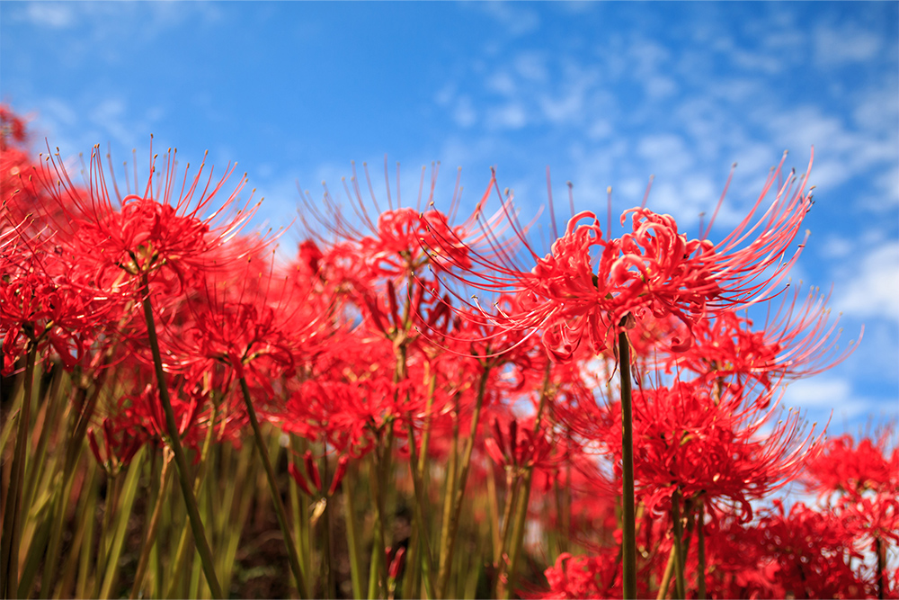 彼岸花とソバの花