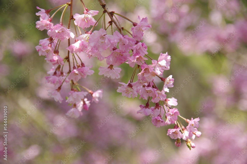 紅枝垂桜【中畑地区】