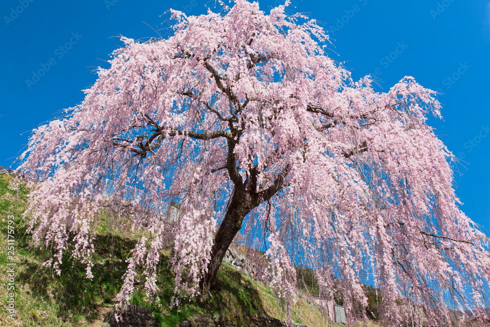 枝垂桜【轟フジ農村公園】