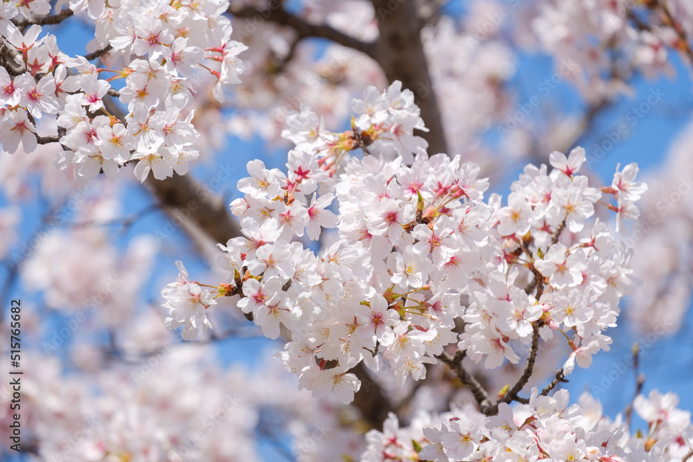 桜（ヤマザクラ・ソメイヨシノ）【清原自然公園】