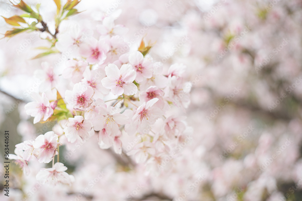 桜（ヤマザクラ・ソメイヨシノ）【天地山公園】