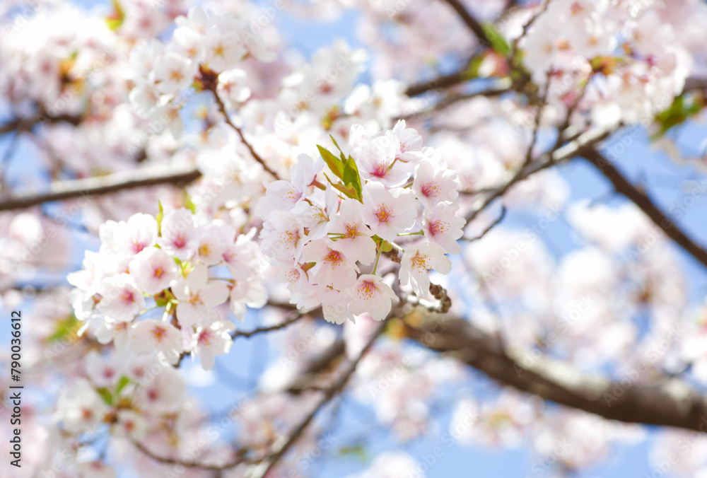 桜（ソメイヨシノ）【平池公園】