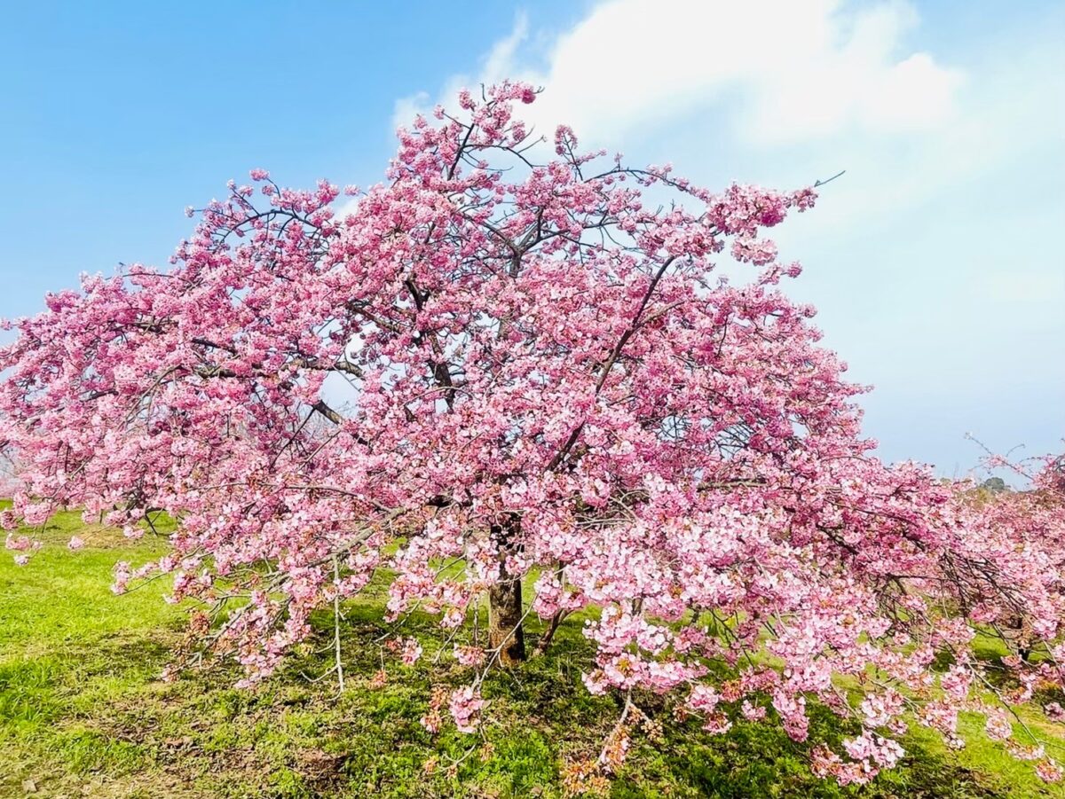 河津桜