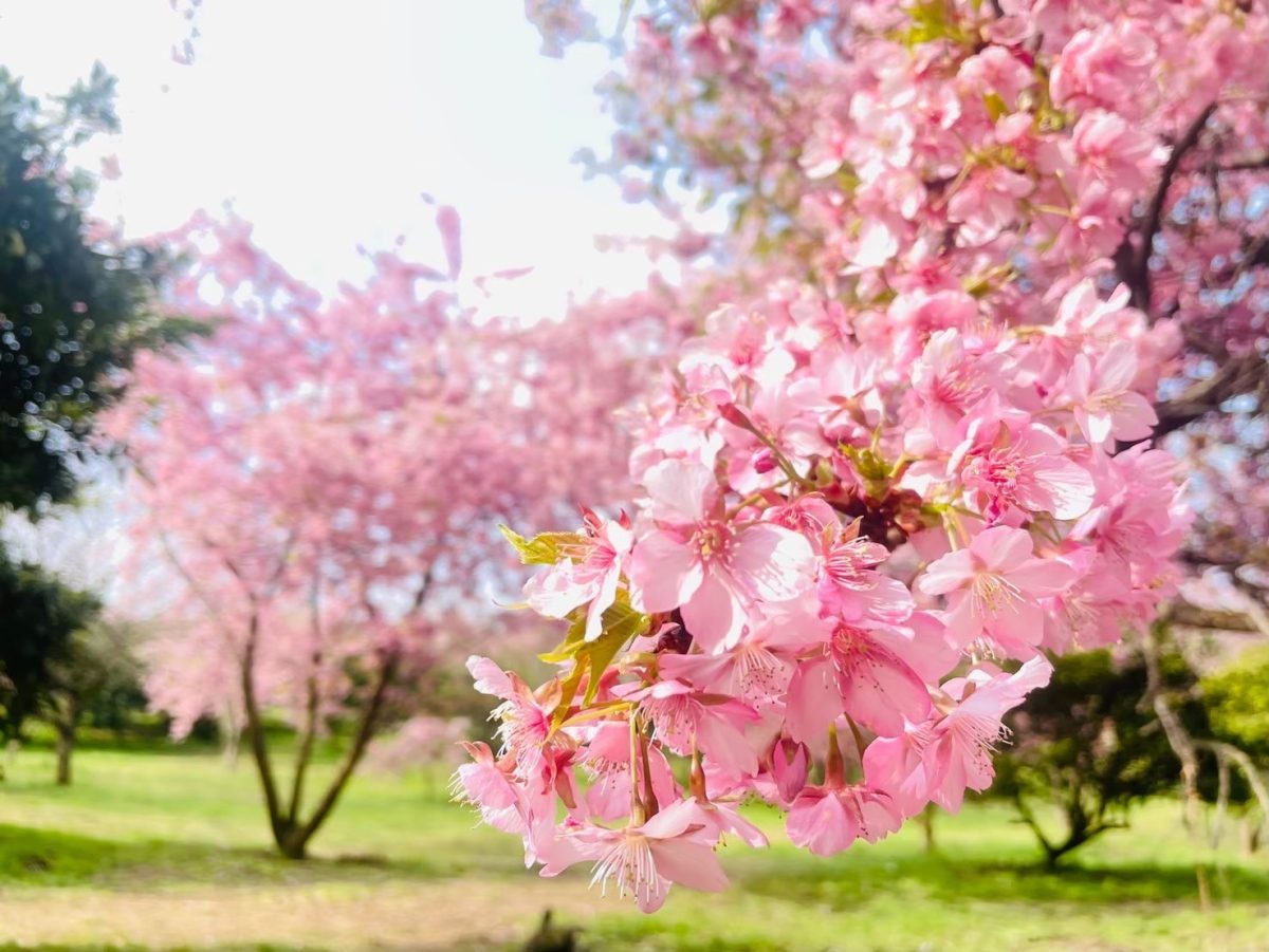 【河津桜】豊前市のみかん園「静豊園」（2/18~3/16）